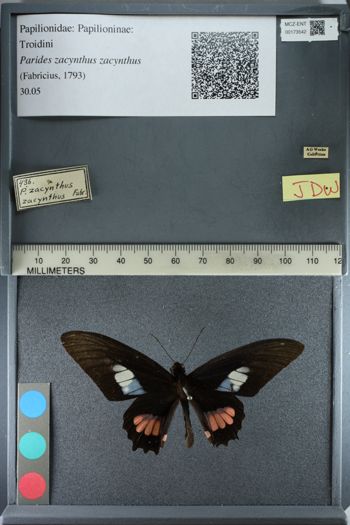 Media type: image;   Entomology 173542